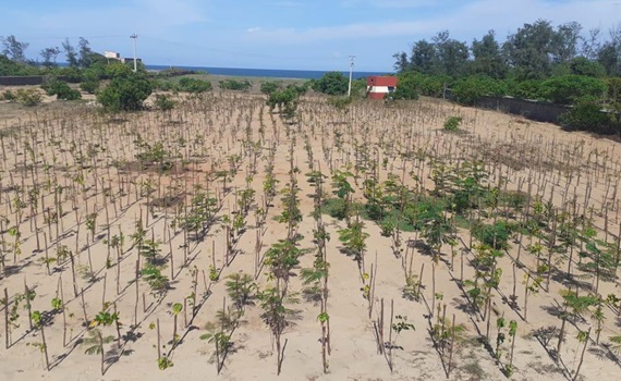 3.000 gepflanzte Bäume in Mahabalipuram, Tamil Nadu